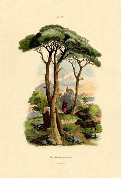 Pine Tree by French School